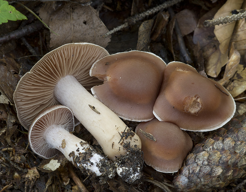 Cortinarius phaeosmus